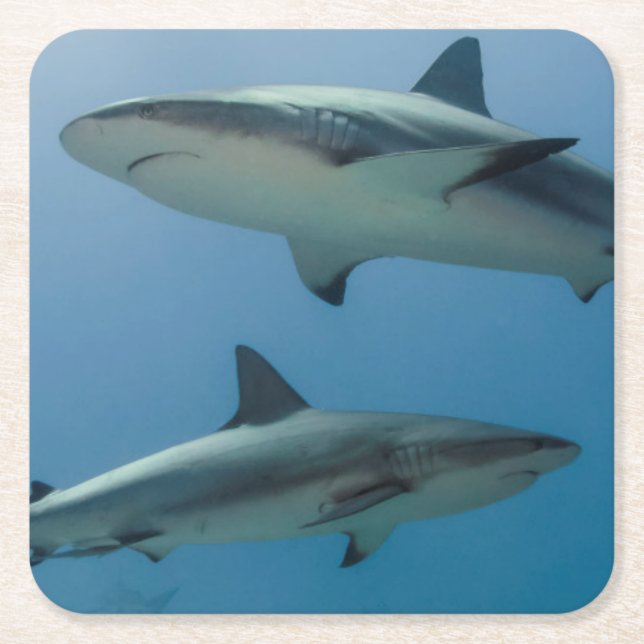 Dessous De Verre Carré Requin des Caraïbes de récif (Devant)