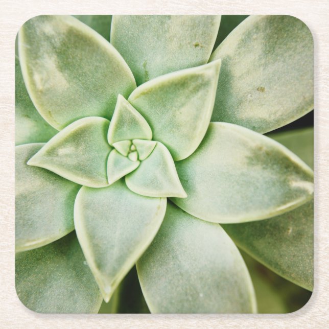 Dessous De Verre Carré Ressort Succulent (Devant)
