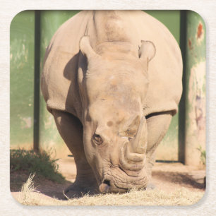 Dessous De Verre Carré rhinocéros blanc