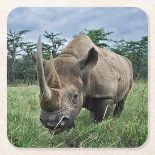 Dessous De Verre Carré Rhinocéros noir Kenya