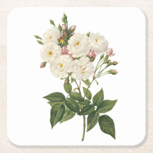 Dessous De Verre Carré rose bruyant (Rosa noisettiana) par Redouté