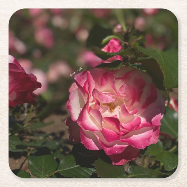 Dessous De Verre Carré Rose rose et blanc (Devant)