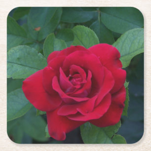Dessous De Verre Carré Rose rouge proche