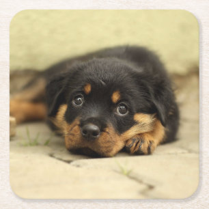 Dessous De Verre Carré Rottweiler20150901