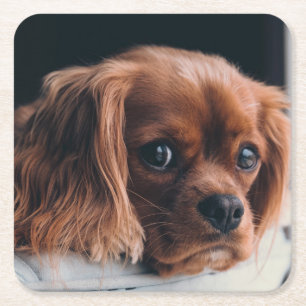 Dessous De Verre Carré Ruby Cavalier King Charles Spaniel