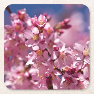 Dessous De Verre Carré Sakura Cherry Blossoms embrassés par Sunlight
