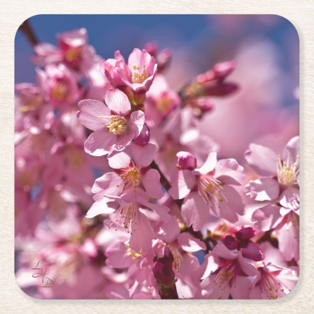 Dessous De Verre Carré Sakura Cherry Blossoms embrassés par Sunlight (Devant)