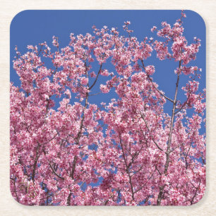 Dessous De Verre Carré Sakura Cherry Fleurit Dans Le Bleu