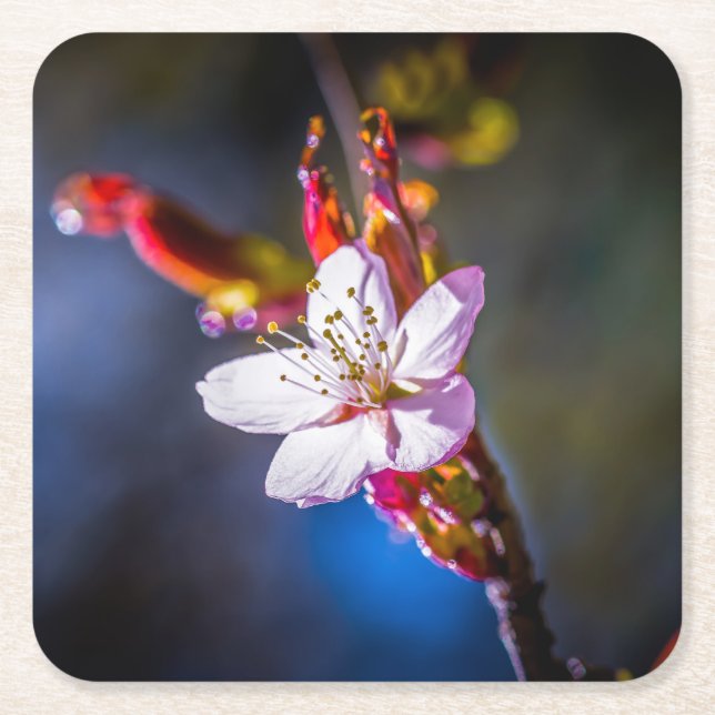 Dessous De Verre Carré Sakura - Fleur de cerise japonaise (Devant)