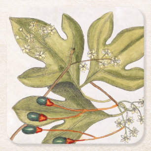 Dessous De Verre Carré Sassafras Arbre Fleurs Feuilles Berries Art Vintag