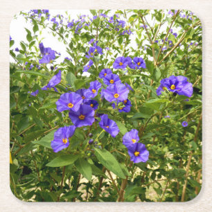 Dessous De Verre Carré Sisyrinchium Angustifolium Paper Coaster