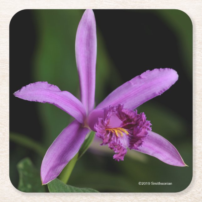 Dessous De Verre Carré Sobralia Bouchei (Devant)