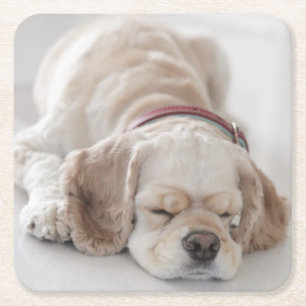 Dessous De Verre Carré Sommeil de chien de cocker