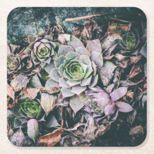Dessous De Verre Carré Sous-tasses en papier succulent