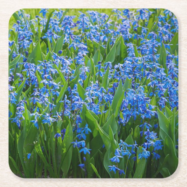 Dessous De Verre Carré Squill sibérien (Devant)