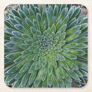Dessous De Verre Carré Succulent plante du désert