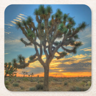 Dessous De Verre Carré Sunrise Du Parc National Joshua Tree