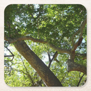 Dessous De Verre Carré Sycamore Tree Nature verte