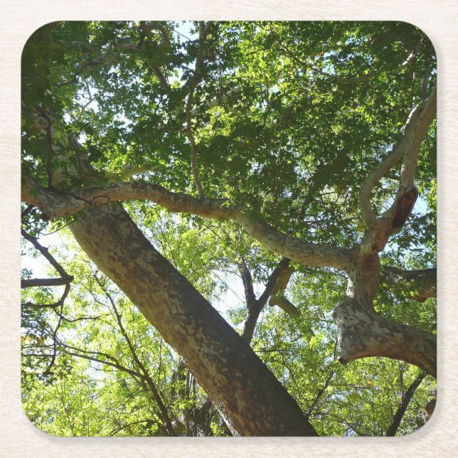 Dessous De Verre Carré Sycamore Tree Nature verte (Devant)