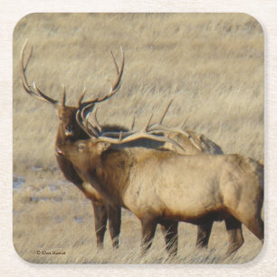 Dessous De Verre Carré Taureau Wapiti Frères Taureaux