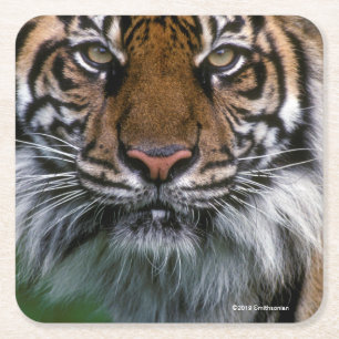 Dessous De Verre Carré Tête et visage de tigre