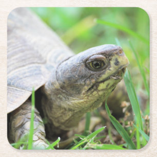 Dessous De Verre Carré Tortue