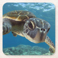 Tortue de mer verte hawaïenne