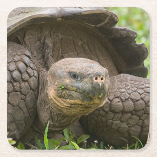 Dessous De Verre Carré Tortue géante