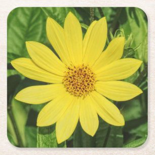 Dessous De Verre Carré Tournesol de Helianthus 'Lemon Queen'