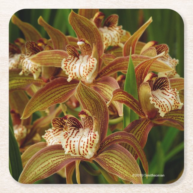 Dessous De Verre Carré Tracyanum de Cymbidium (Devant)
