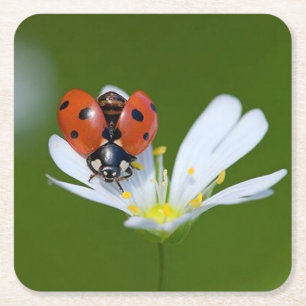 Dessous De Verre Carré Très Cool Ladybug sur une fleur