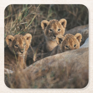 Dessous De Verre Carré Trio de bébés Lions âgés de six semaines assis