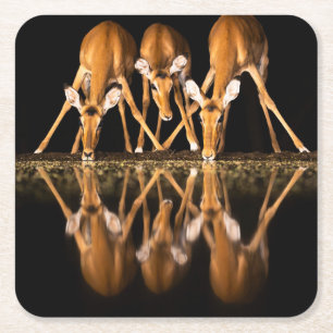 Dessous De Verre Carré Trois impalas boivent ensemble la nuit
