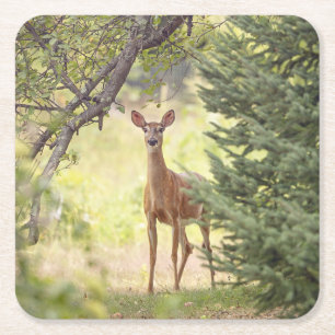 Dessous De Verre Carré Un cerf solitaire