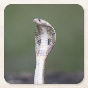 Dessous De Verre Carré Un Vénombe Serpent De Cobra