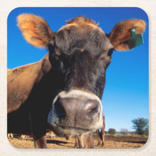 Dessous De Verre Carré Une vache Jersey curieuse