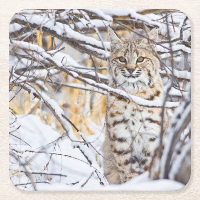 Dessous De Verre Carré USA, Wyoming, Bobcat (Devant)