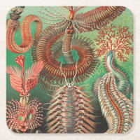 Vers, Annélides Chaetopoda par Ernst Haeckel