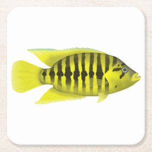 Dessous De Verre Carré Veste jaune Cichlid