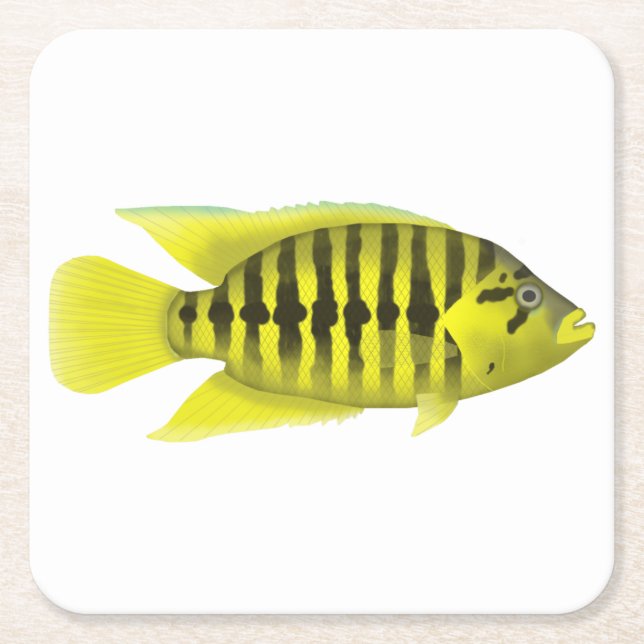 Dessous De Verre Carré Veste jaune Cichlid (Devant)