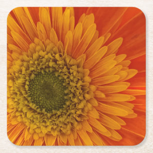 Dessous De Verre Carré Vibrant Orange Gerbera Daisy