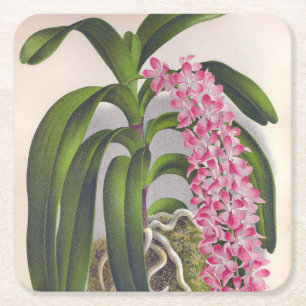 Dessous De Verre Carré Vintage Orchidée Lilac Aerides Fieldingi Lindenia