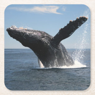 Dessous De Verre Carré Violation adulte de baleine de bosse
