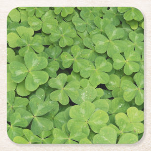 Dessous De Verre Carré Vue d'Oxalis Oregana feuillage d'oseille de bois