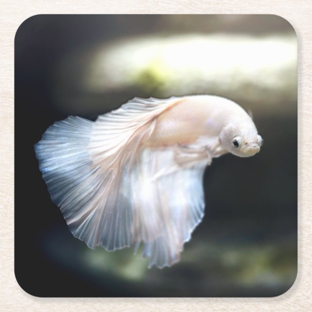 Dessous De Verre Carré White siamese Fighting Fish (Devant)