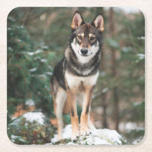 Dessous De Verre Carré Wolfdog