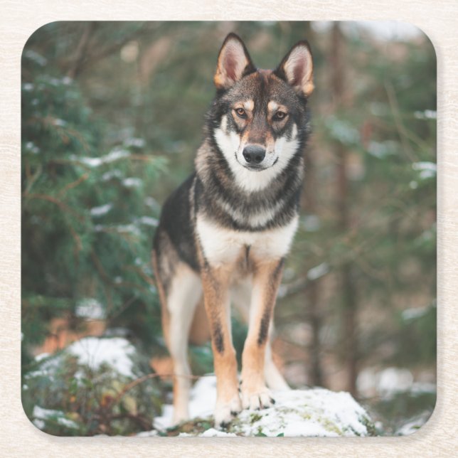 Dessous De Verre Carré Wolfdog (Devant)