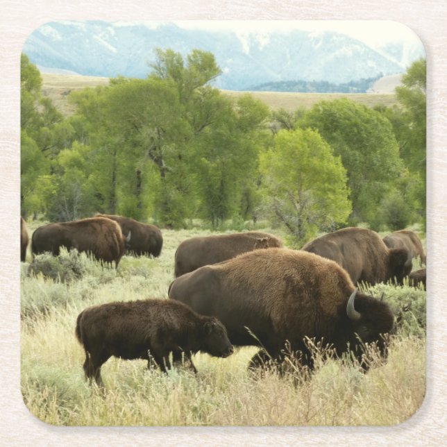 Dessous De Verre Carré Wyoming Bison Nature Animal Photographie (Devant)
