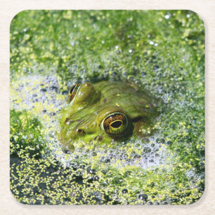 Dessous De Verre Carré Yeux de grenouille dans un étang