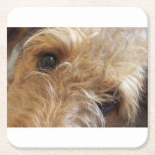 Dessous De Verre Carré yeux de terrier airedale